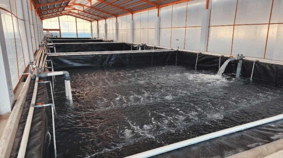 KONA BAY 蝦苗場 水質預處理池
